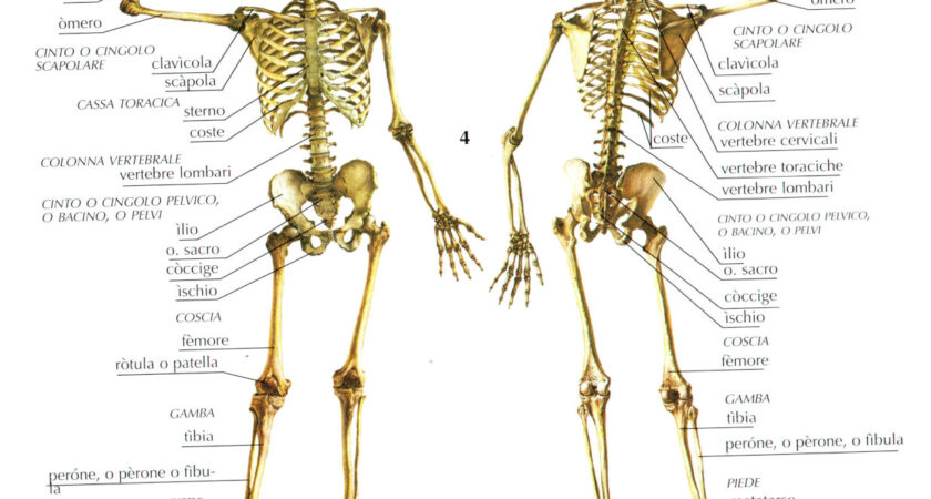 Anatomia e fisiologia